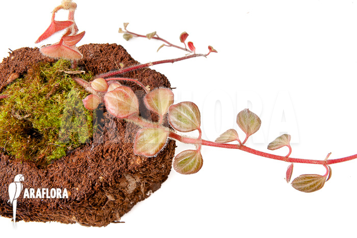 Peperomia x rauvema ‘S’