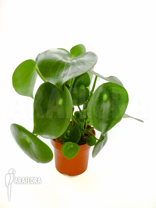 Peperomia x water pearl