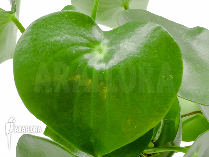 Peperomia x water pearl