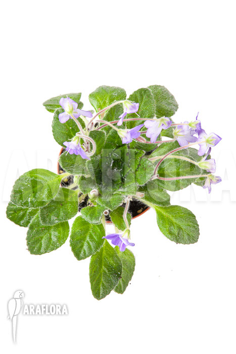 Petrocosmea hybride