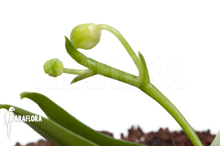 Phalaenopsis mannii var flava