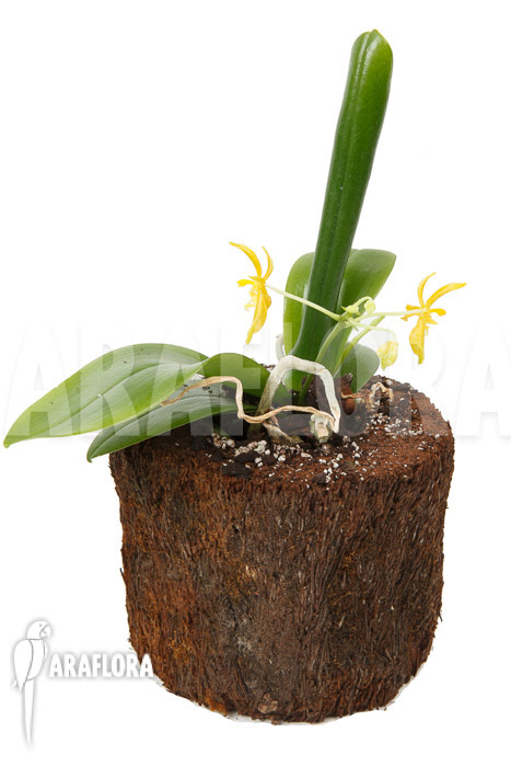 Phalaenopsis mannii var flava ‘L’