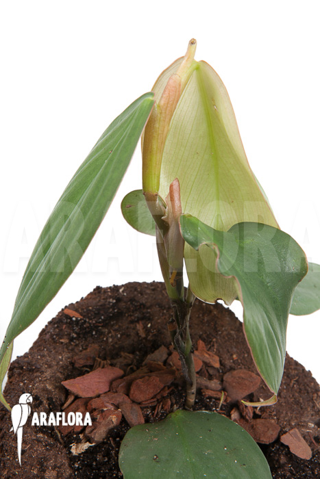 Philodendron ‘Burle Marx Fantasy’