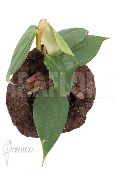 Philodendron ‘Burle Marx Fantasy’