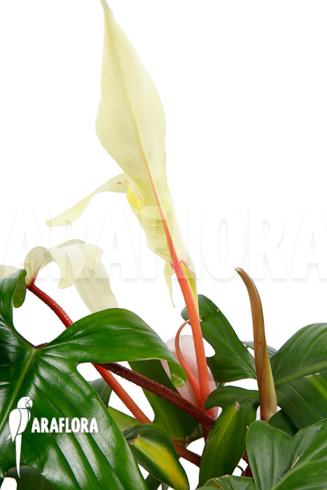 Philodendron Florida Ghost ‘L’