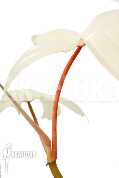 Philodendron Florida Ghost ‘M’