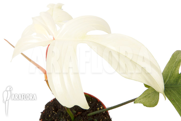 Philodendron Florida Ghost ‘M’