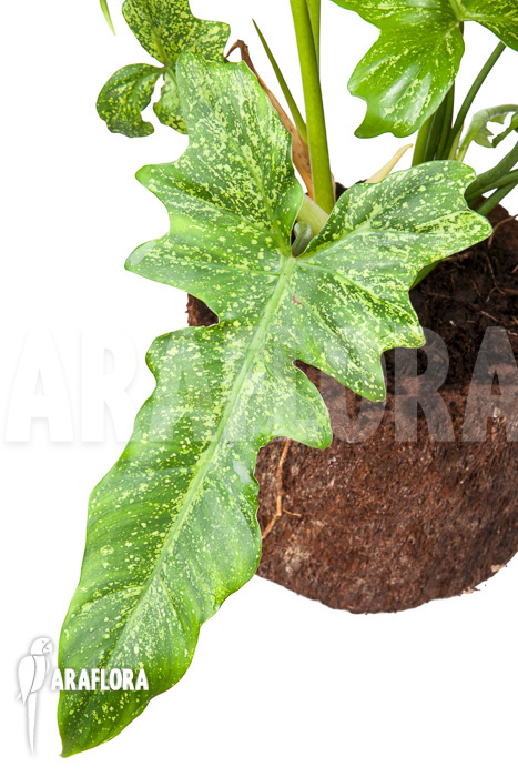 Philodendron ‘Golden Dragon’