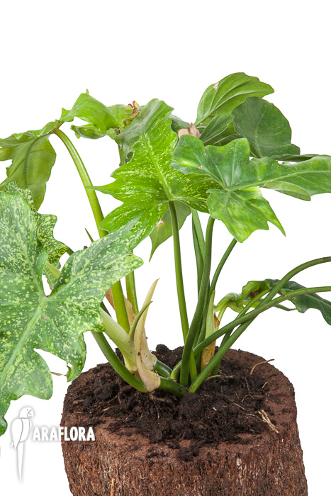 Philodendron ‘Golden Dragon’