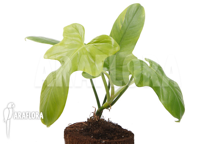 Philodendron ‘Green violin’