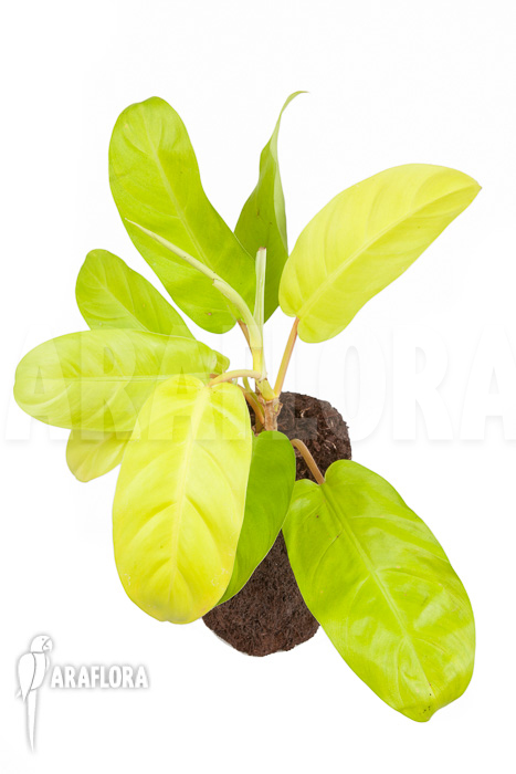 Philodendron Malay Gold ‘M’
