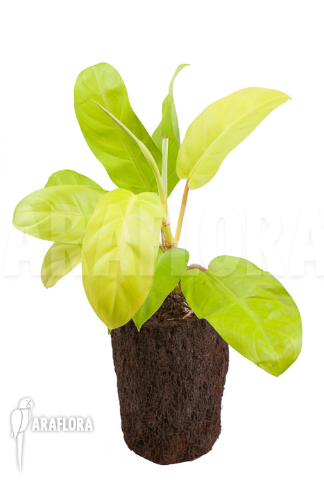 Philodendron Malay Gold ‘M’