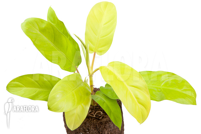 Philodendron Malay Gold ‘M’