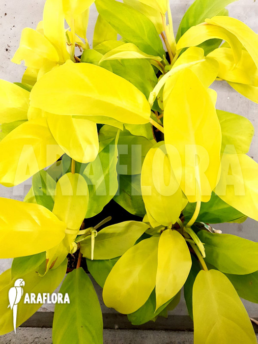Philodendron Malay Gold ‘Starter’