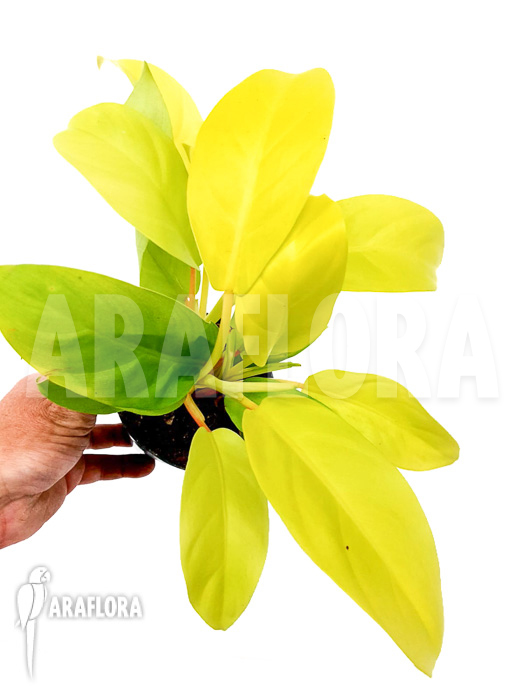 Philodendron Malay Gold ‘Starter’