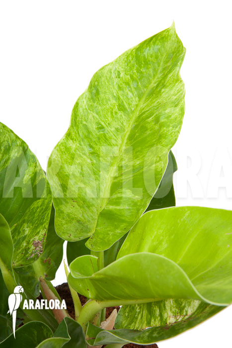 Philodendron ‘Moonshine’ variegata P1