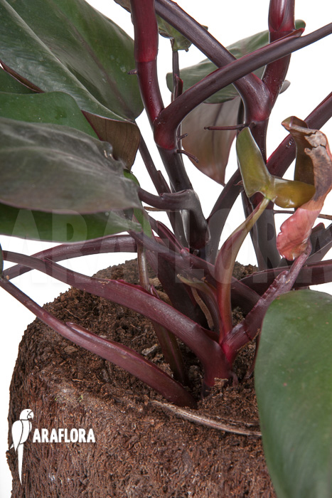Philodendron ‘New Red’