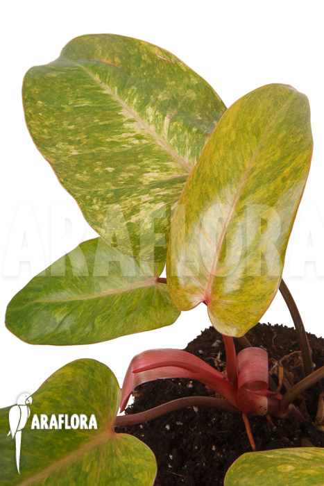 Philodendron Painted Lady