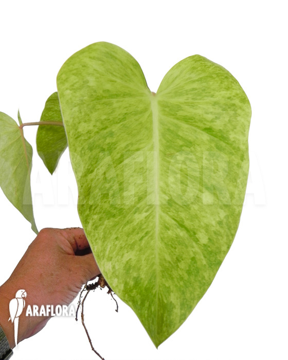 Philodendron Painted Lady starter