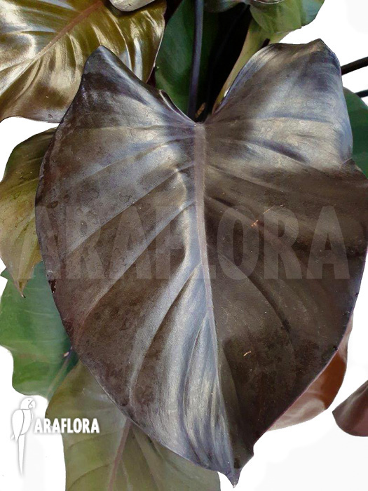 Philodendron ‘Purple-Congo’
