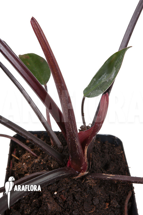Philodendron x ‘Red Congo’