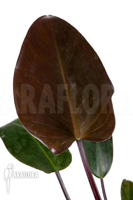 Philodendron x ‘Red Congo’