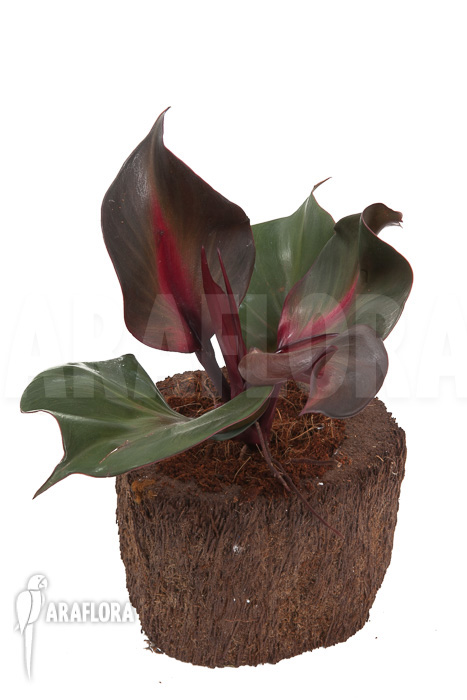Philodendron ‘Red Heart’