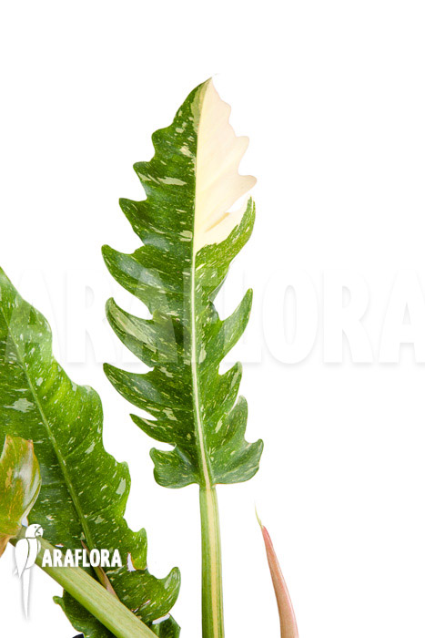 Philodendron ‘Ring of Fire’