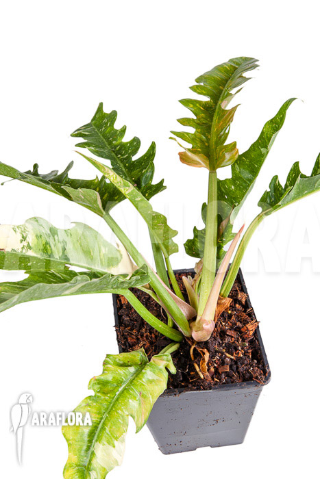 Philodendron ‘Ring of Fire’