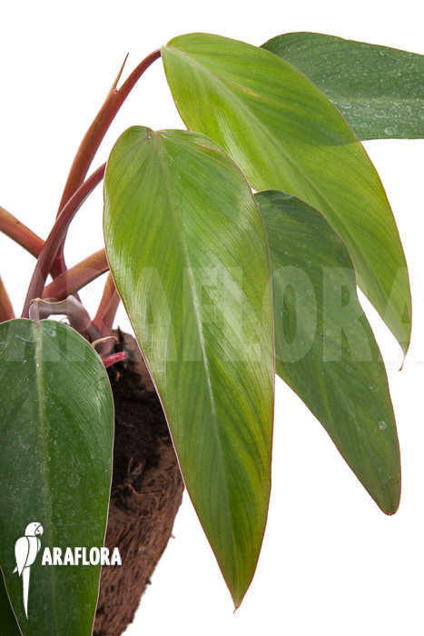 Philodendron ‘Ruby nieuw’