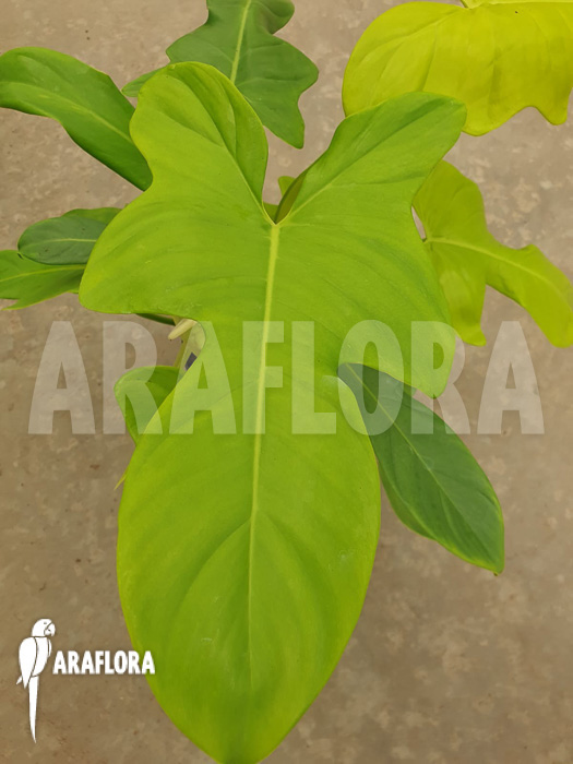 Philodendron ‘Golden violin’