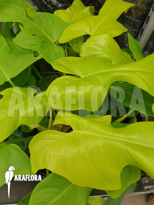 Philodendron ‘Golden violin’
