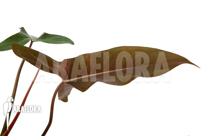 Philodendron atabapoense cutting ‘S’