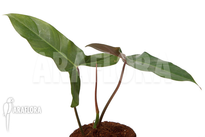 Philodendron atabapoense cutting ‘S’