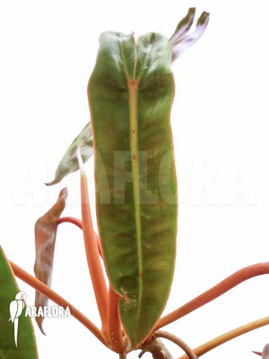 Philodendron billietiae