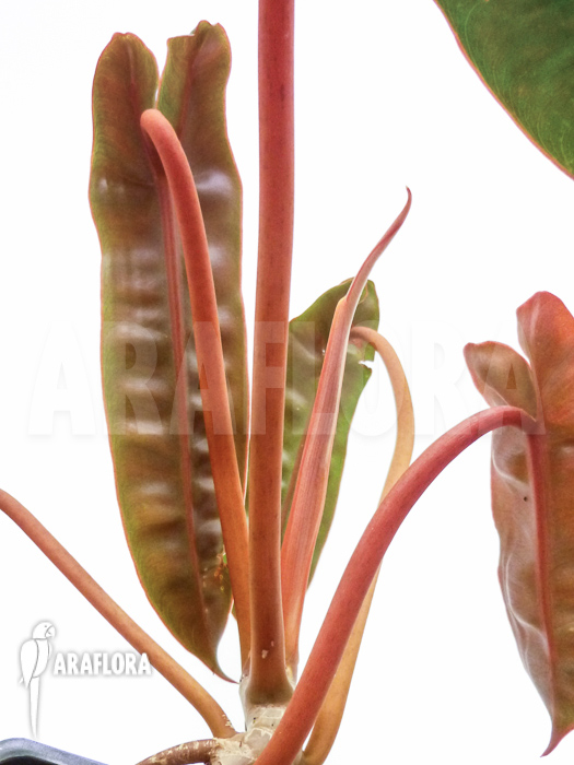 Philodendron billietiae