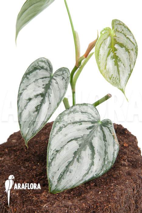 Philodendron brandtianum