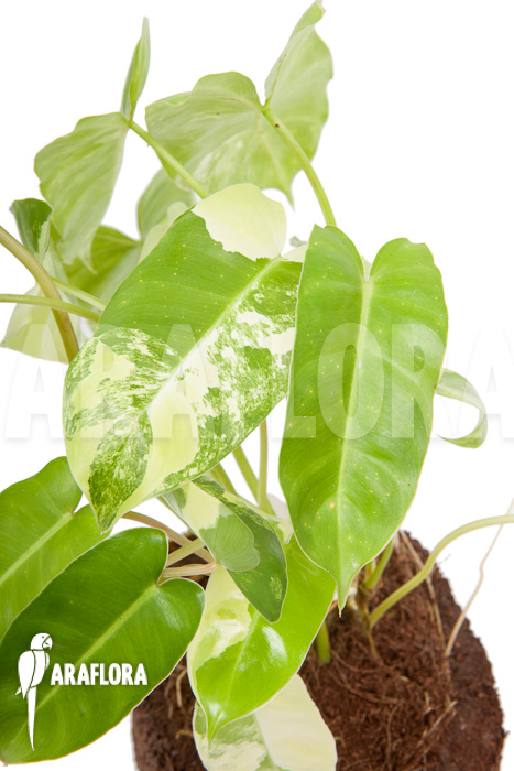 Philodendron burle marxii variegated P3