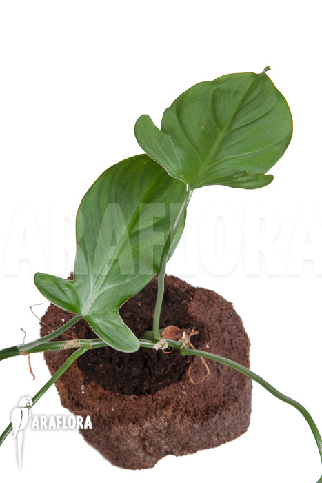 Philodendron camposportoanum