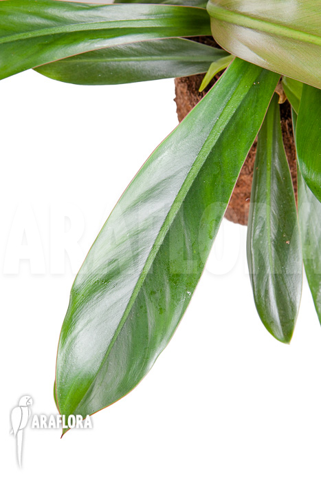Philodendron crassinervium