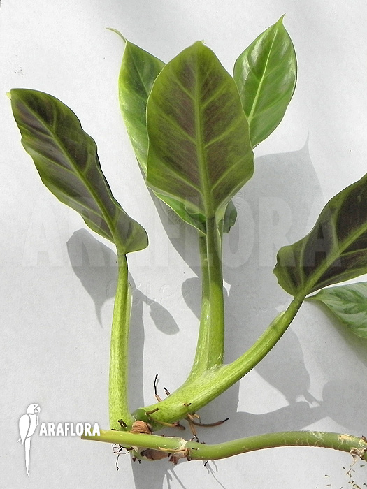 Philodendron cruentum 2