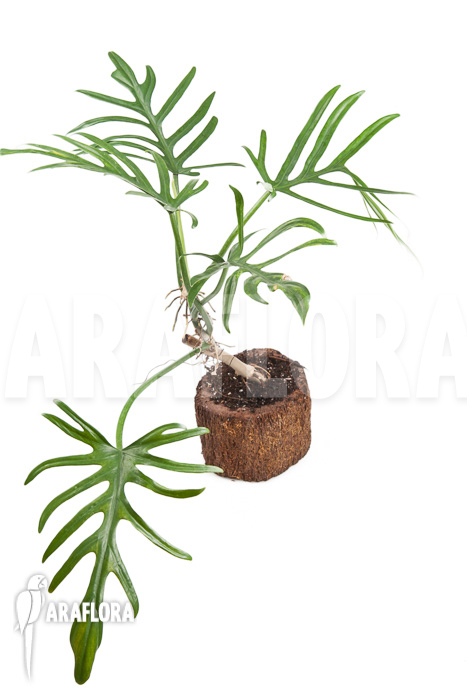 Philodendron elegans