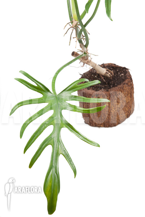 Philodendron elegans