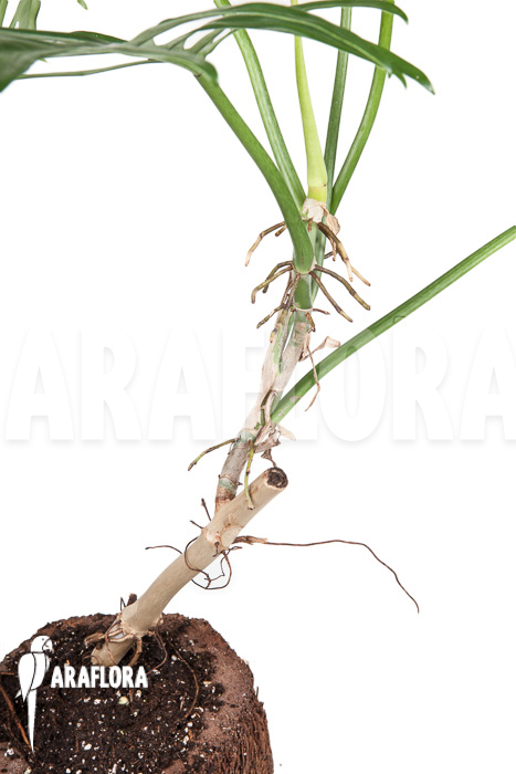 Philodendron elegans