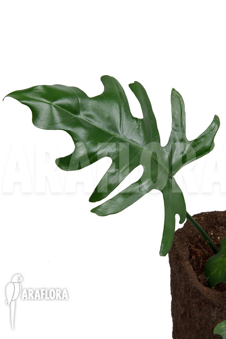 Philodendron elegans ‘M’