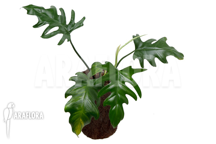 Philodendron elegans ‘M’