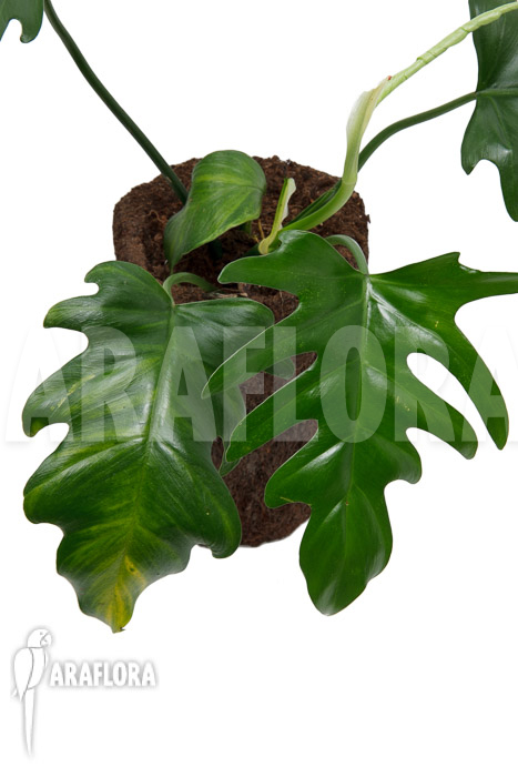 Philodendron elegans ‘M’