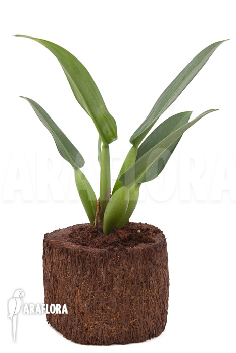 Philodendron ‘Fatboy’