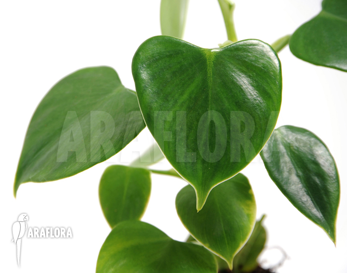 Philodendron fibrillosum