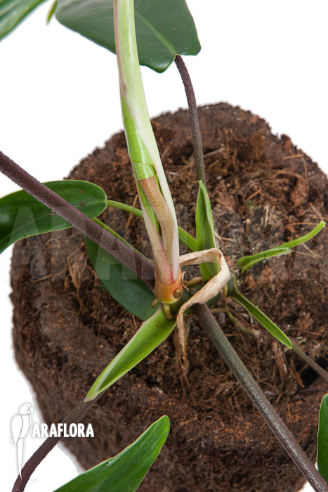 Philodendron florida